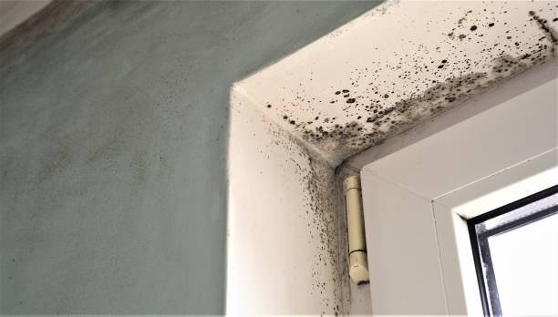 Trusted Murrysville, PA Mold Removal Experts