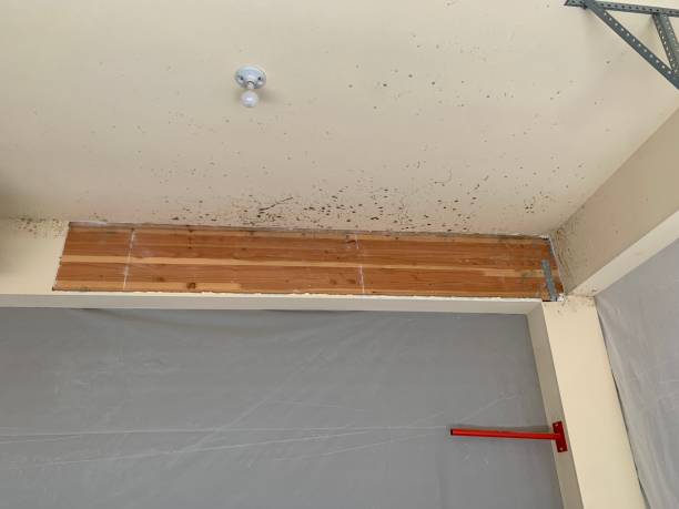 Best Mold Prevention Services  in Murrysville, PA