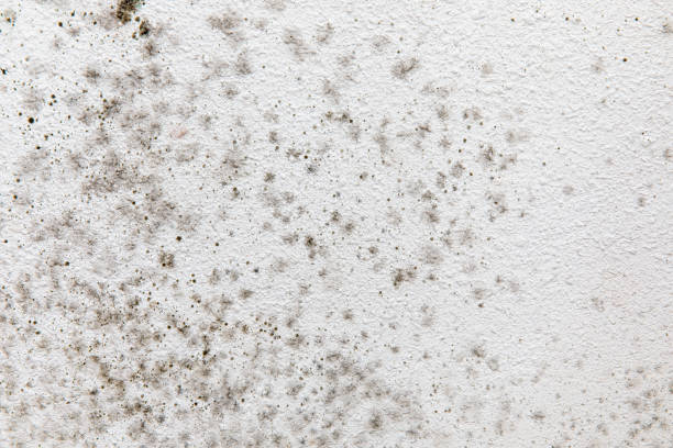 Best Dehumidification Services  in Murrysville, PA